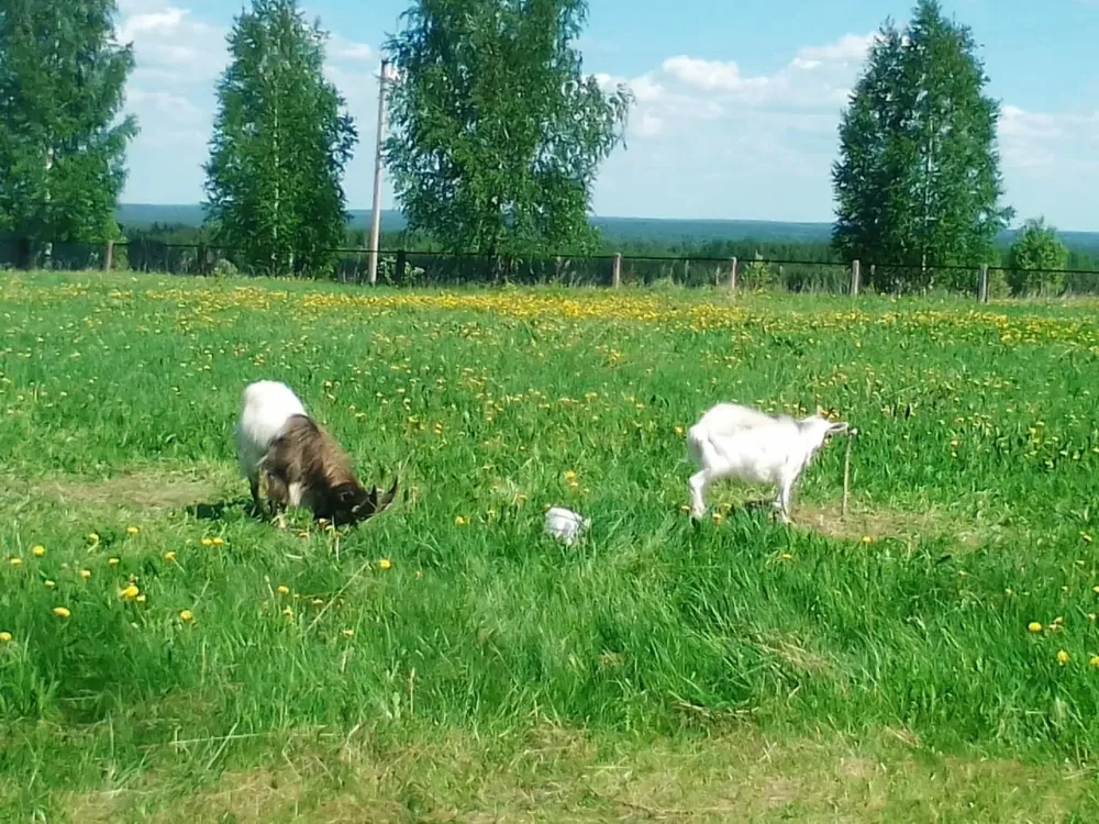 в Костроме Кострома - изображение 19