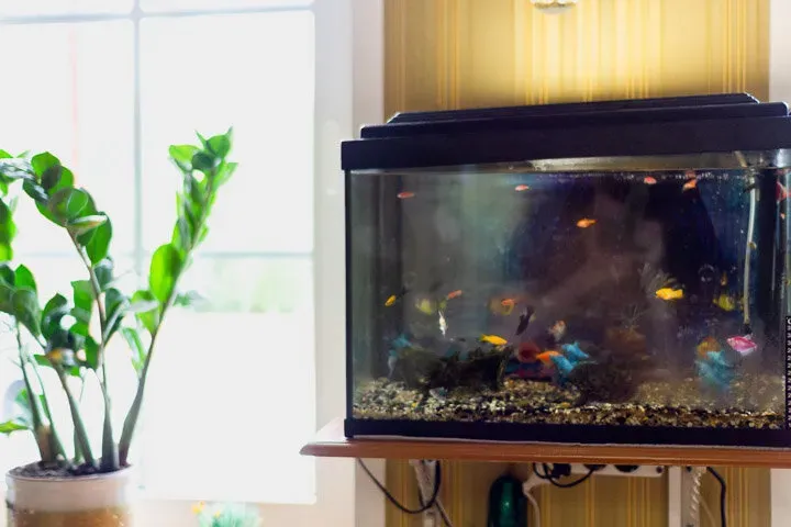 в Купавне Купавна - изображение 12