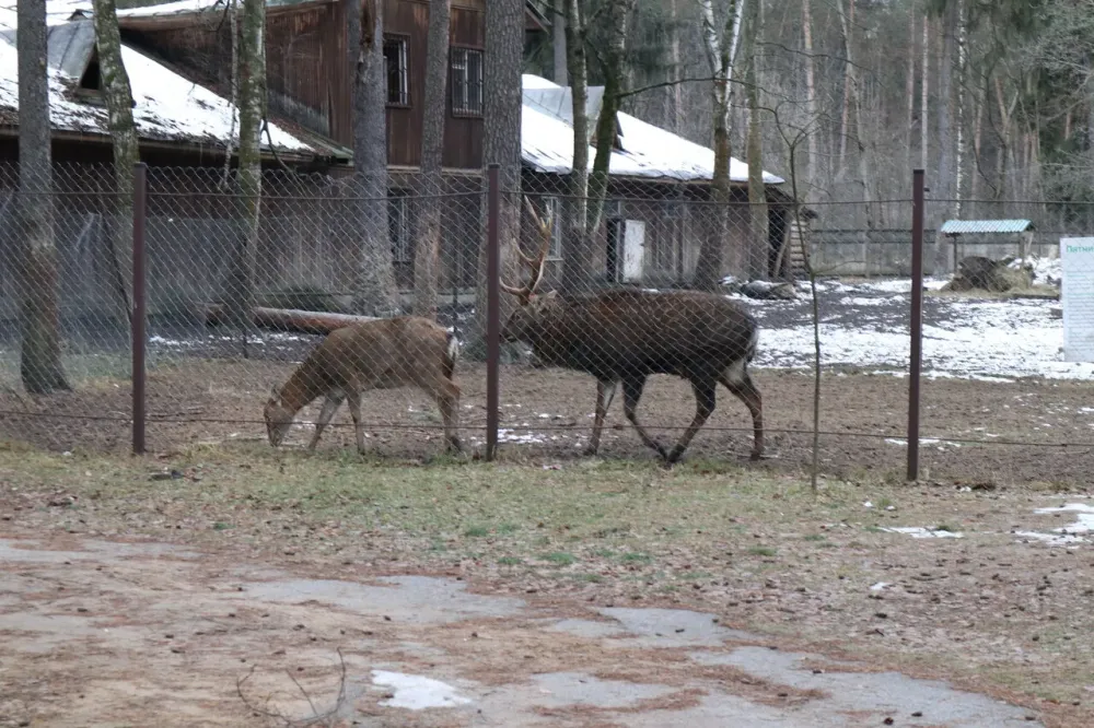 в Малаховке Малаховка - изображение 7