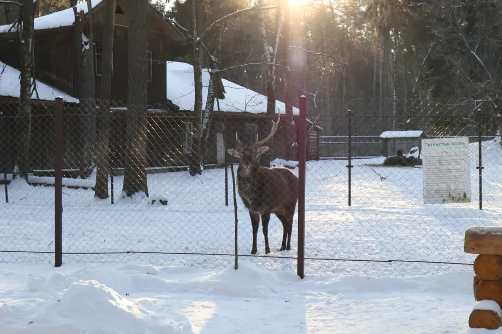 в Малаховке Малаховка - изображение 8