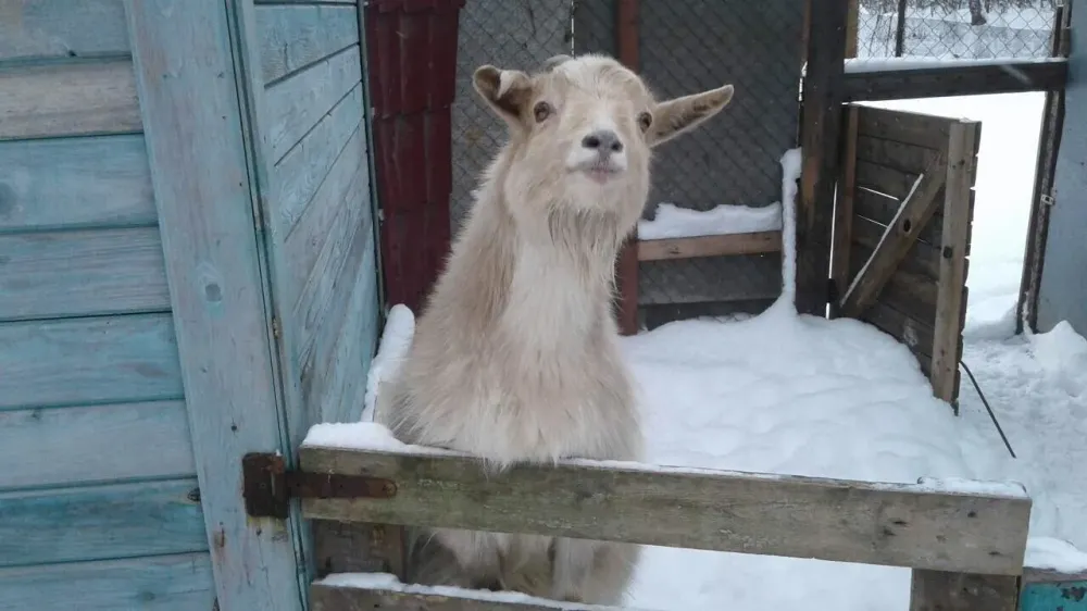 в Монино Монино - изображение 17