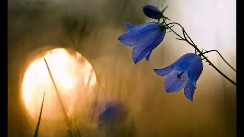 в Шушарах Шушары - изображение 2