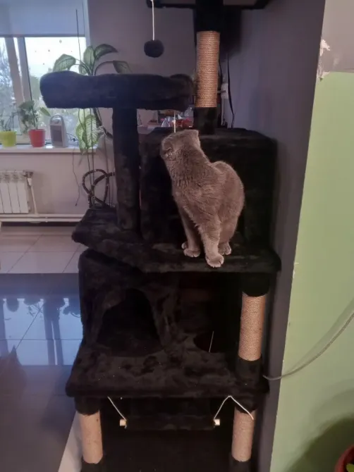 в Металлострое Металлострой - изображение 12