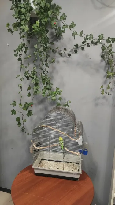 в Металлострое Металлострой - изображение 9