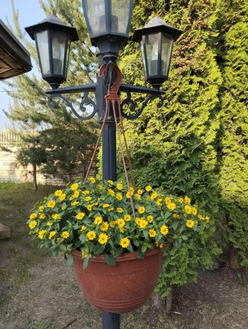 в Металлострое Металлострой - изображение 10