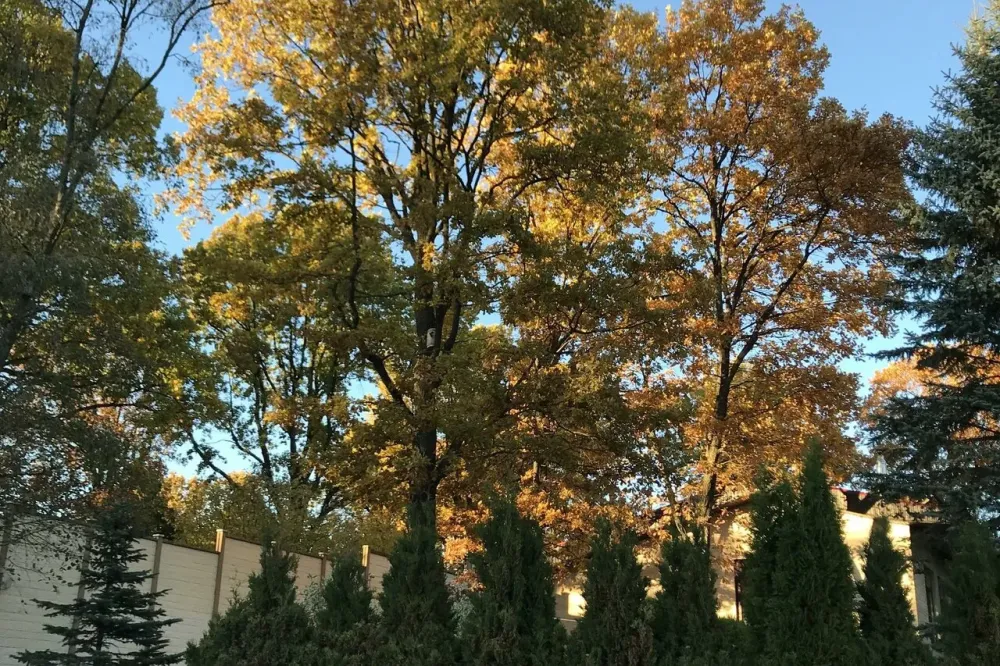 в Сходне Сходня - изображение 11