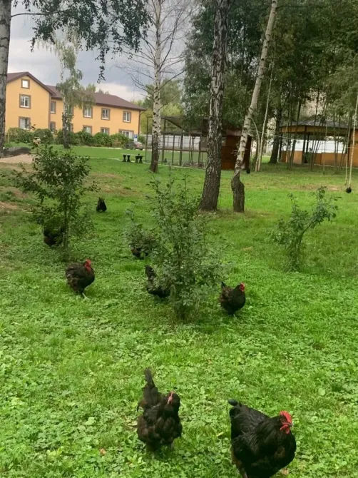 в Воскресенске Воскресенск - изображение 5