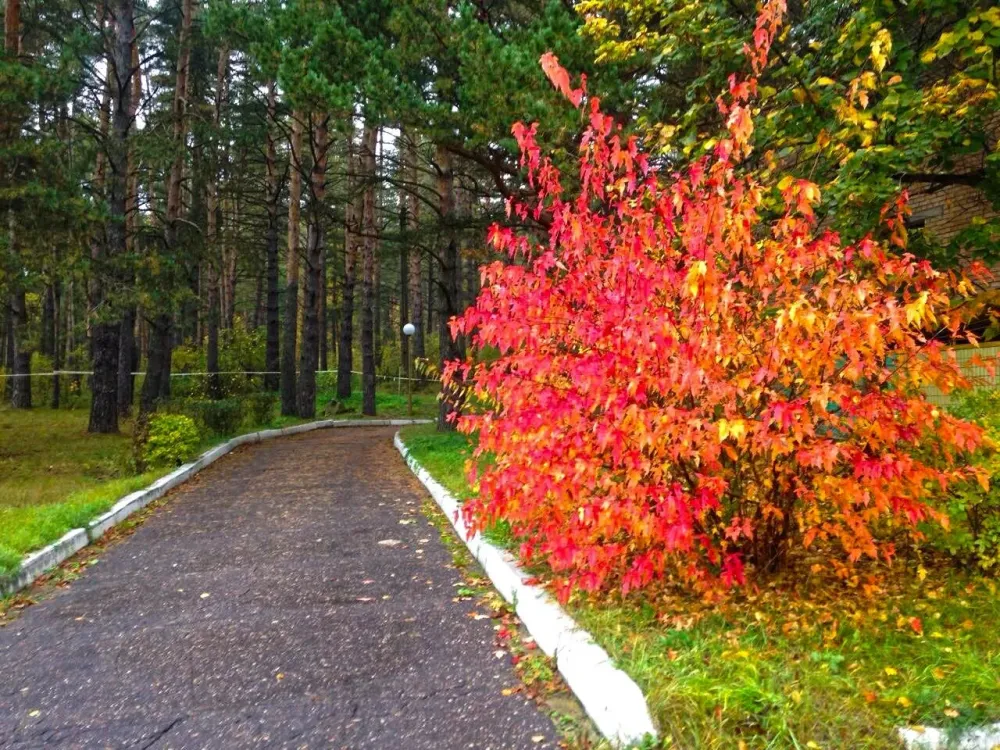 в Москве и Московской обл. Москва и Московская обл. - изображение 18