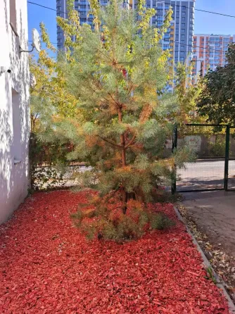 в Туле Тула