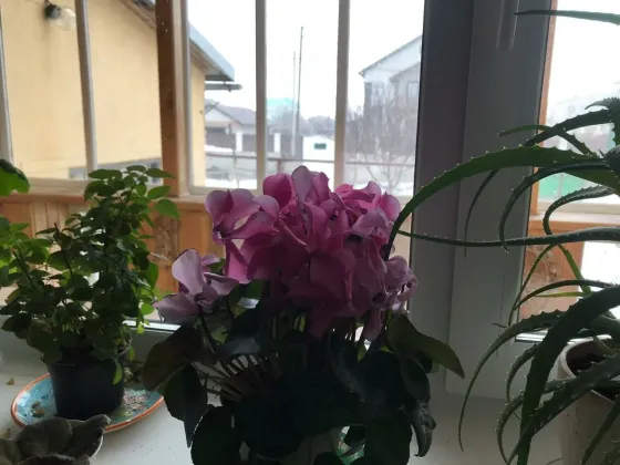 в Прибрежном Прибрежный