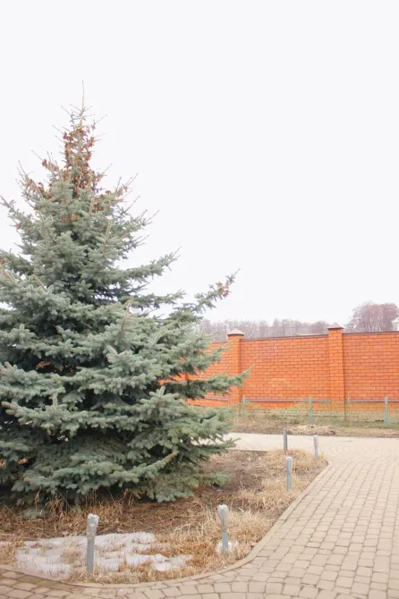 в Воронеже Воронеж - изображение 15