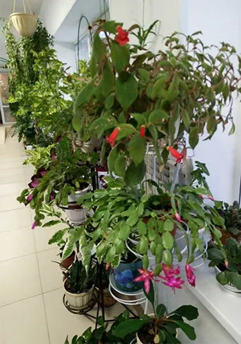 в Калуге Калуга - изображение 14