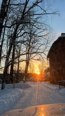 в Шишкине Лесе Шишкин Лес