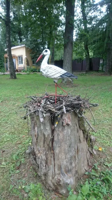 в Шишкине Лесе Шишкин Лес - изображение 9