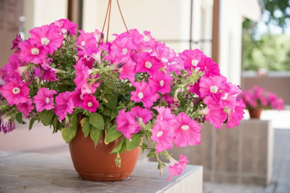 в Троицке Троицк - изображение 2