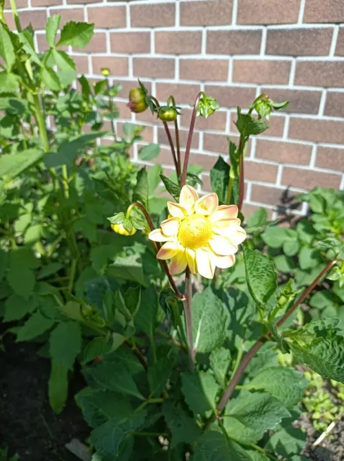 в Апрелевке Апрелевка - изображение 14