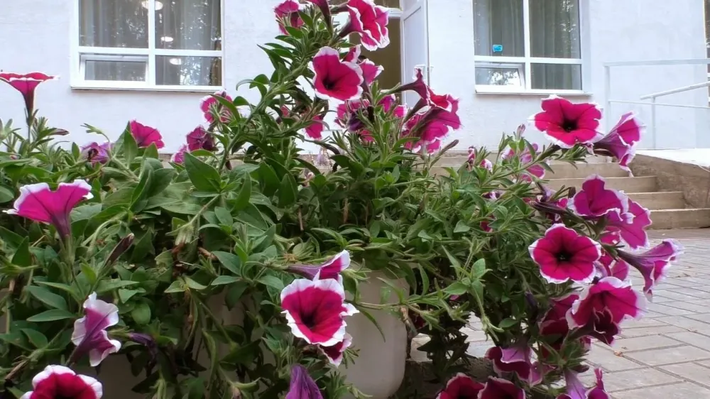 в Каменке Каменка - изображение 6