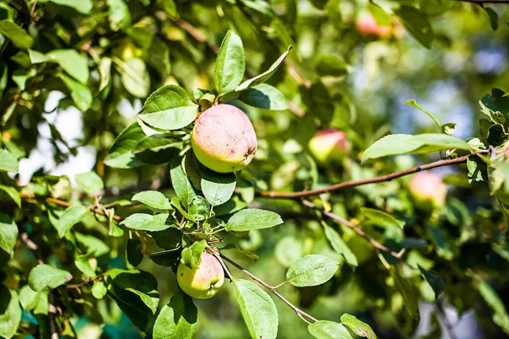 в Краснознаменске Краснознаменск - изображение 12