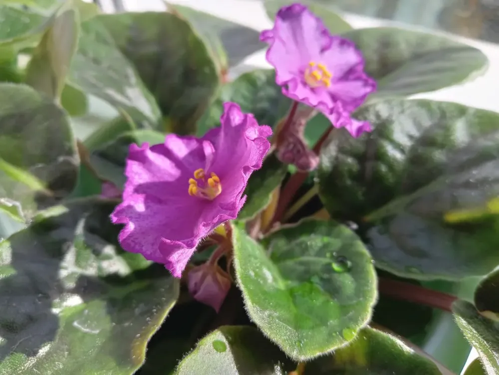 в Дубках Дубки - изображение 14