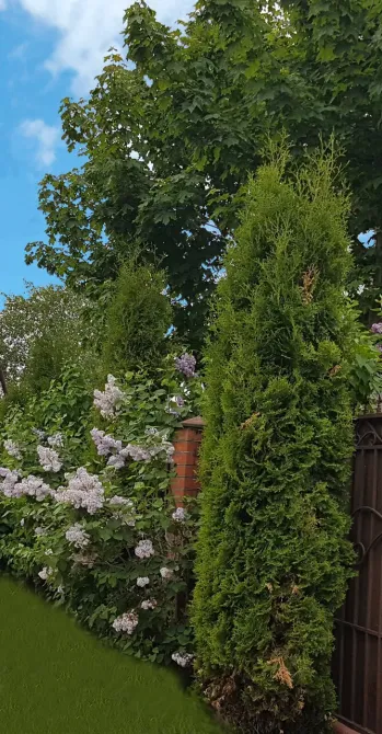 в Коммунарке Коммунарка - изображение 18