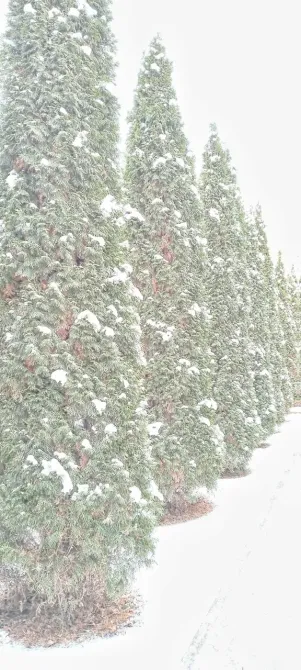 в Монино Монино - изображение 9