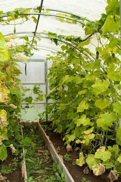 в Икше Икша - изображение 18