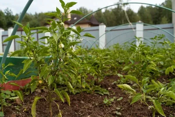 в Икше Икша - изображение 20