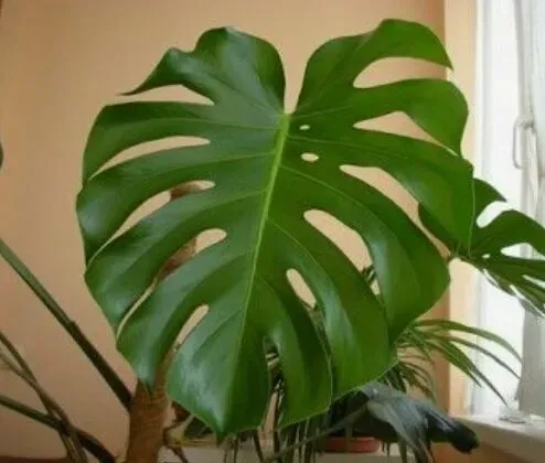 в Стрелецком Стрелецкое - изображение 14