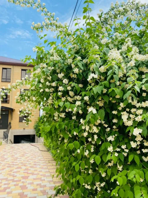 в Ростове-на-Дону Ростов-на-Дону - изображение 10