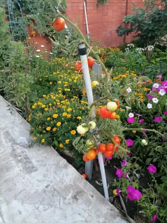 в Ростове-на-Дону Ростов-на-Дону