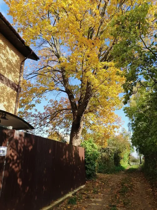 в Парголово Парголово - изображение 13