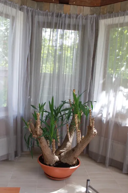 в Парголово Парголово - изображение 7