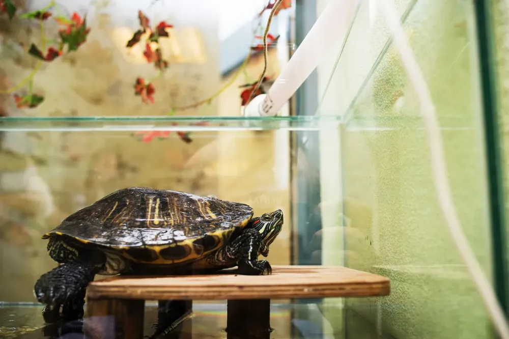 в Санкт-Петербурге Санкт-Петербург - изображение 13