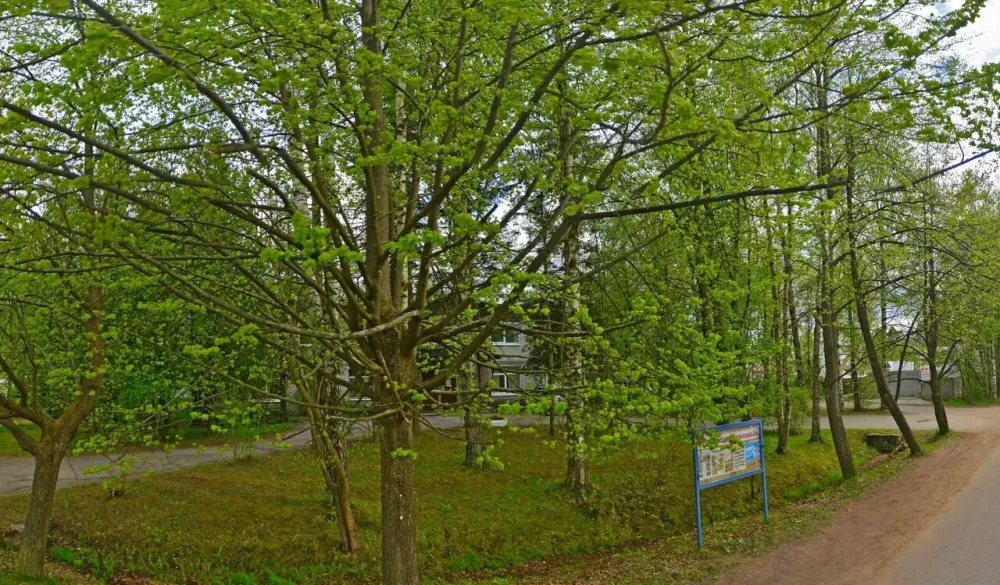 в Левашово Левашово - изображение 17