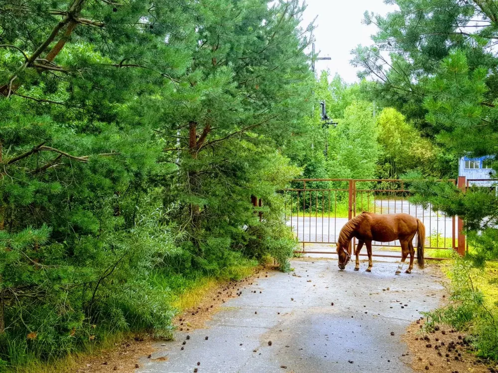 в Кронштадте Кронштадт - изображение 7