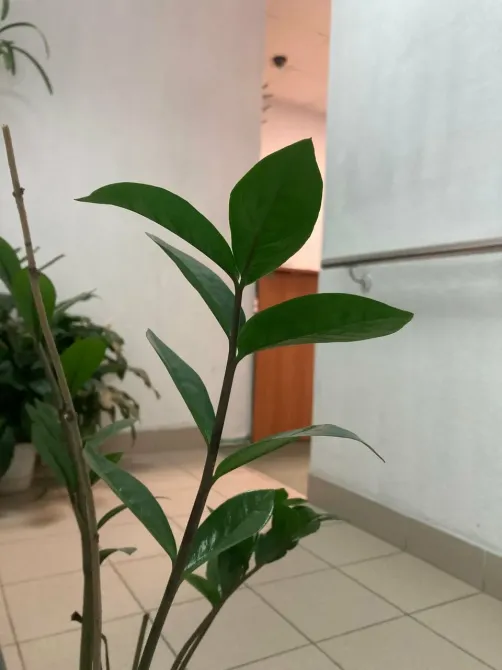 в Санкт-Петербурге Санкт-Петербург - изображение 15