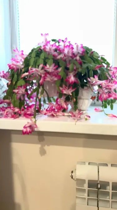 в Самаре Самара - изображение 8