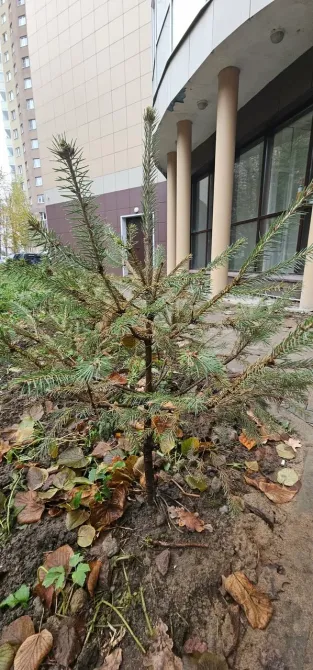 в Санкт-Петербурге Санкт-Петербург - изображение 9