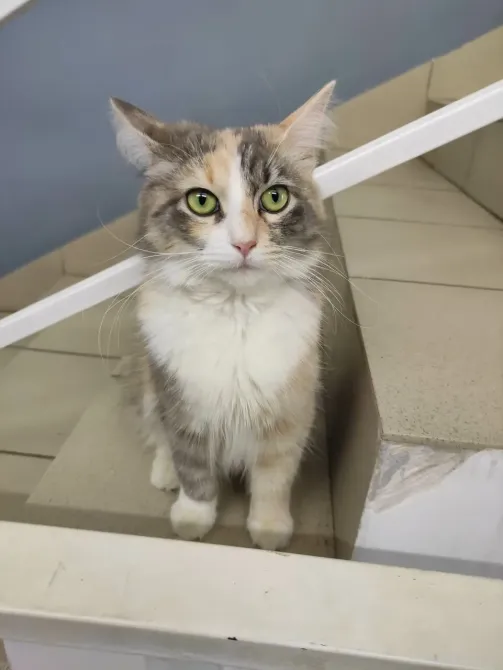 в Санкт-Петербурге Санкт-Петербург - изображение 15