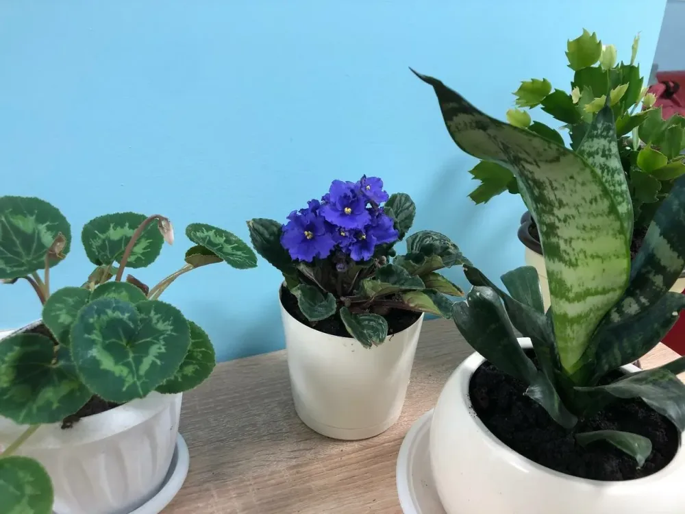 Пансионат для пожилых Дом, где дарят тепло Отрадное - изображение 8