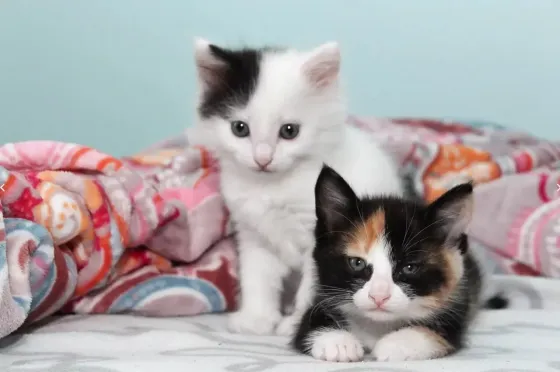 Гармония Екатеринбург