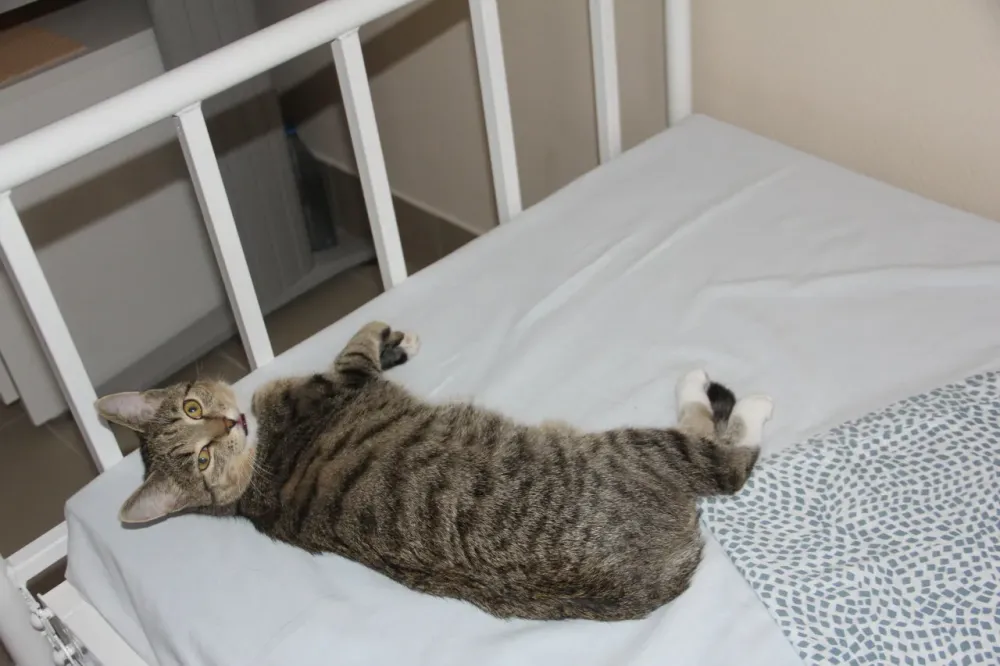 Добрый Дом Колывань - изображение 7