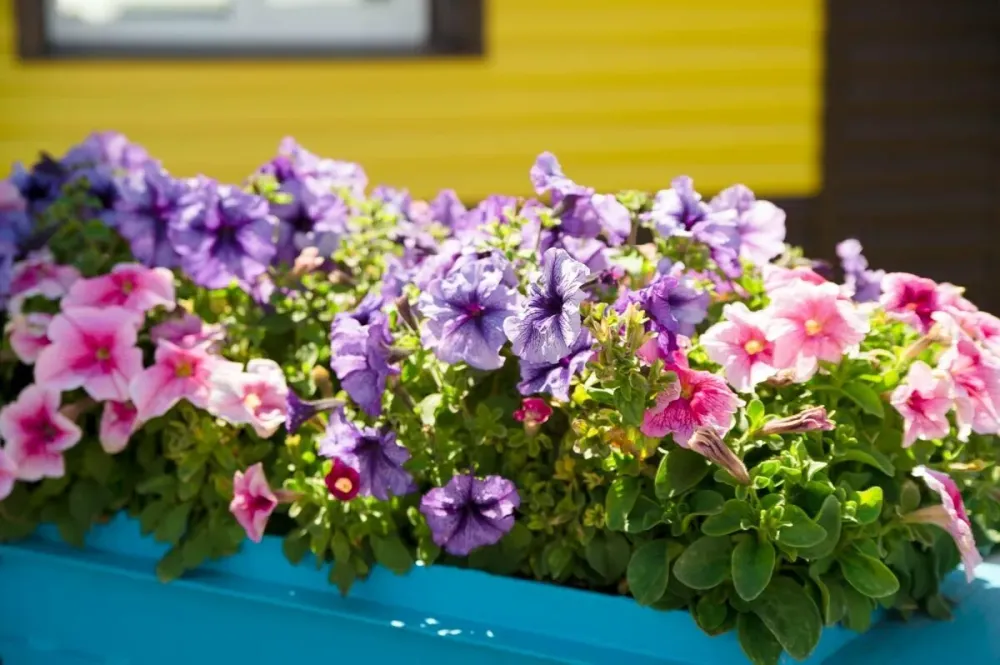 Забота Омск - изображение 17