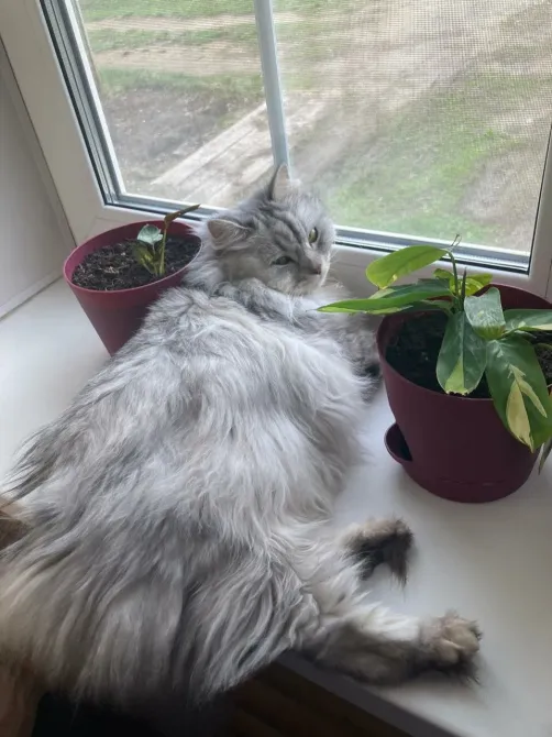 Забота-Урал Арамиль - изображение 19