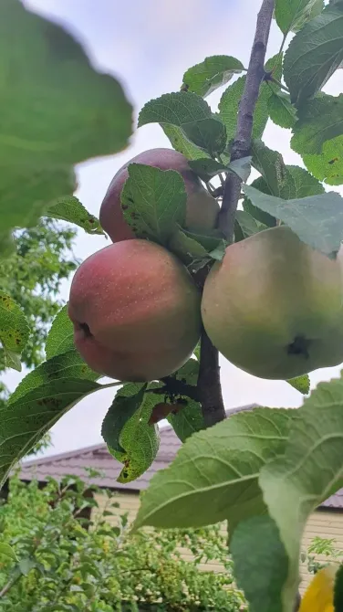 Контакт Пятигорск - изображение 13