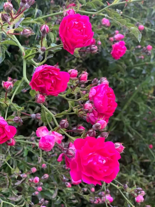 Дом престарелых Vita Сочи - изображение 6