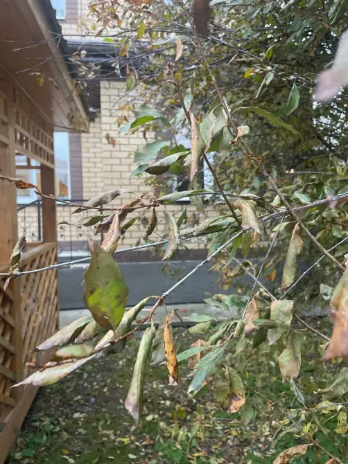 Бабули и Дедули Екатеринбург - изображение 18