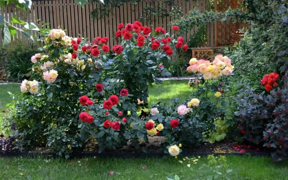 Родная Кубань Мысхако - изображение 5